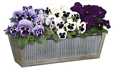 Classic Home and Garden Wood Window Box - Galvanized Accent