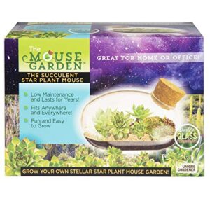 grow your own succulent star plant mouse with our glass terrarium kit – fun and easy to grow – plant a mouse garden that will last for years – great for home or office