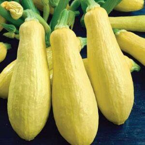 Early Prolific Yellow Straightneck Summer Squash Seeds for Planting, 50+ Heirloom Vegetable Seeds Per Packet, (Isla's Garden Seeds), Non GMO Seeds, Scientific Name: Cucurbita Pepo