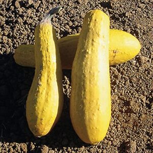 Early Prolific Yellow Straightneck Summer Squash Seeds for Planting, 50+ Heirloom Vegetable Seeds Per Packet, (Isla's Garden Seeds), Non GMO Seeds, Scientific Name: Cucurbita Pepo