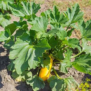 Early Prolific Yellow Straightneck Summer Squash Seeds for Planting, 50+ Heirloom Vegetable Seeds Per Packet, (Isla's Garden Seeds), Non GMO Seeds, Scientific Name: Cucurbita Pepo