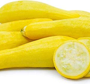 Early Prolific Yellow Straightneck Summer Squash Seeds for Planting, 50+ Heirloom Vegetable Seeds Per Packet, (Isla's Garden Seeds), Non GMO Seeds, Scientific Name: Cucurbita Pepo