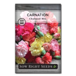sow right seeds – carnation chabaud mix flower seeds for planting – beautiful flowers to plant in your home garden – non-gmo heirloom seeds – cut flower perfect for bouquets – great gardening gift