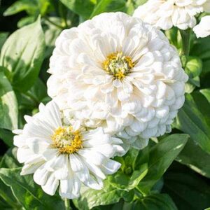 "Blushing Bride Mix" Zinnia Seeds for Planting, 200+ Flower Seeds Per Packet, (Isla's Garden Seeds), Non GMO & Heirloom Seeds, Botanical Name: Zinnia elegans, Great Home Garden Gift