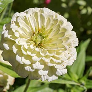 "Blushing Bride Mix" Zinnia Seeds for Planting, 200+ Flower Seeds Per Packet, (Isla's Garden Seeds), Non GMO & Heirloom Seeds, Botanical Name: Zinnia elegans, Great Home Garden Gift