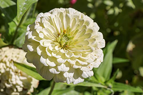 "Blushing Bride Mix" Zinnia Seeds for Planting, 200+ Flower Seeds Per Packet, (Isla's Garden Seeds), Non GMO & Heirloom Seeds, Botanical Name: Zinnia elegans, Great Home Garden Gift