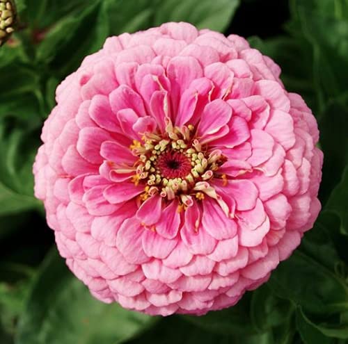 "Blushing Bride Mix" Zinnia Seeds for Planting, 200+ Flower Seeds Per Packet, (Isla's Garden Seeds), Non GMO & Heirloom Seeds, Botanical Name: Zinnia elegans, Great Home Garden Gift