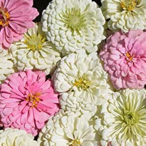 "Blushing Bride Mix" Zinnia Seeds for Planting, 200+ Flower Seeds Per Packet, (Isla's Garden Seeds), Non GMO & Heirloom Seeds, Botanical Name: Zinnia elegans, Great Home Garden Gift