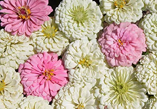 "Blushing Bride Mix" Zinnia Seeds for Planting, 200+ Flower Seeds Per Packet, (Isla's Garden Seeds), Non GMO & Heirloom Seeds, Botanical Name: Zinnia elegans, Great Home Garden Gift