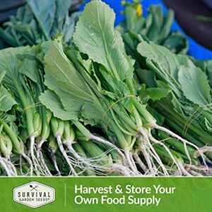 Survival Garden Seeds - Southern Giant Mustard Greens Seed for Planting - 2 Packets with Instructions to Grow Spicy Brassica Juncea Leaves in Your Home Vegetable Garden - Non-GMO Heirloom Variety