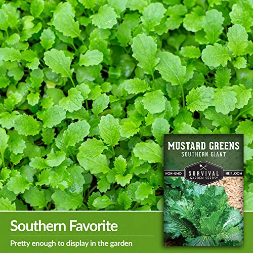 Survival Garden Seeds - Southern Giant Mustard Greens Seed for Planting - 2 Packets with Instructions to Grow Spicy Brassica Juncea Leaves in Your Home Vegetable Garden - Non-GMO Heirloom Variety