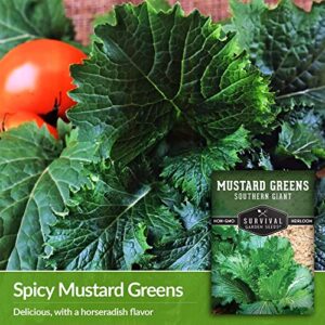 Survival Garden Seeds - Southern Giant Mustard Greens Seed for Planting - 2 Packets with Instructions to Grow Spicy Brassica Juncea Leaves in Your Home Vegetable Garden - Non-GMO Heirloom Variety