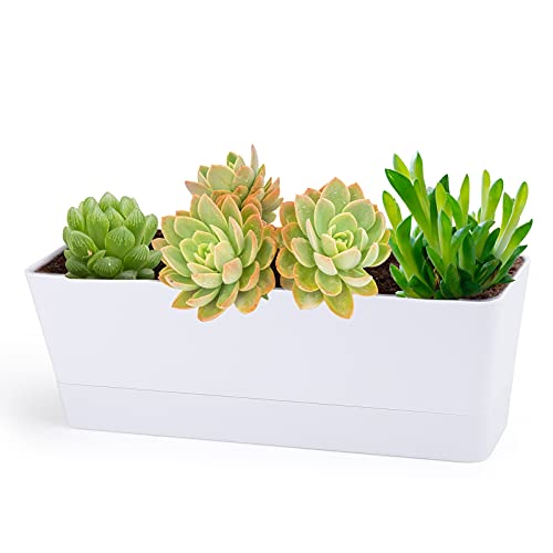 Herb Planter with Tray, GREANER 1 Pack 12x3.8 Inch Rectangle Window Box, Indoor Succulent Flowers Succulent Plastic Pot for Windowsill , Garden, Balcony, Office Outdoor Decoration - White