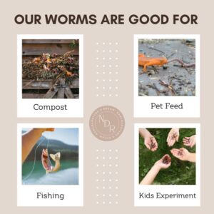 Nature's Dream Ranch 100 Count Live Red Wiggler Earthworms Vermicomposting Garden Red Wrigglers - Farm Composting, Educational, Pet Feed, Kid Experiment EW001-100