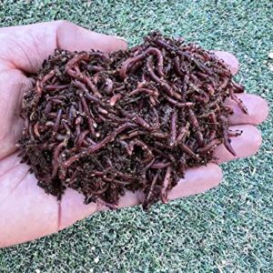 Nature's Dream Ranch 100 Count Live Red Wiggler Earthworms Vermicomposting Garden Red Wrigglers - Farm Composting, Educational, Pet Feed, Kid Experiment EW001-100