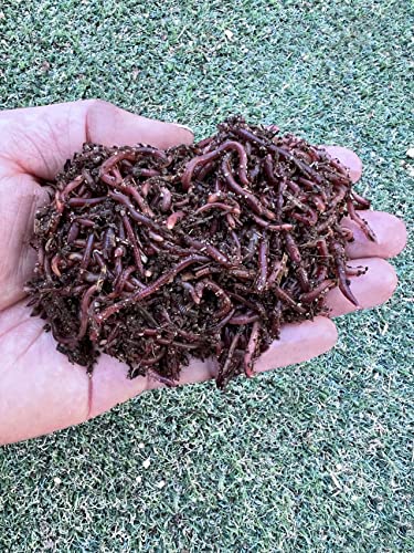 Nature's Dream Ranch 100 Count Live Red Wiggler Earthworms Vermicomposting Garden Red Wrigglers - Farm Composting, Educational, Pet Feed, Kid Experiment EW001-100