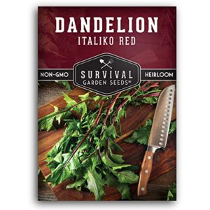 survival garden seeds – italiko red dandelion seed for planting – packet with instructions to plant and grow nutritious italian chicory greens in your home vegetable garden – non-gmo heirloom variety