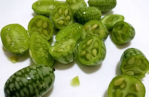 Mini Thumb Watermelon Fruit Vegetables Seeds 60+ Cucamelon Mexican Sour Gherkin Melothria scobra for Home Garden Outdoor Yard Farm Planting