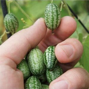 Mini Thumb Watermelon Fruit Vegetables Seeds 60+ Cucamelon Mexican Sour Gherkin Melothria scobra for Home Garden Outdoor Yard Farm Planting