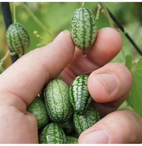 Mini Thumb Watermelon Fruit Vegetables Seeds 60+ Cucamelon Mexican Sour Gherkin Melothria scobra for Home Garden Outdoor Yard Farm Planting