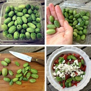 Mini Thumb Watermelon Fruit Vegetables Seeds 60+ Cucamelon Mexican Sour Gherkin Melothria scobra for Home Garden Outdoor Yard Farm Planting