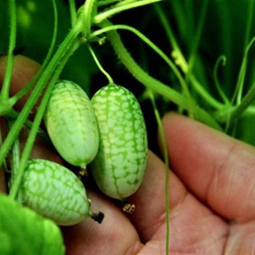 Mini Thumb Watermelon Fruit Vegetables Seeds 60+ Cucamelon Mexican Sour Gherkin Melothria scobra for Home Garden Outdoor Yard Farm Planting