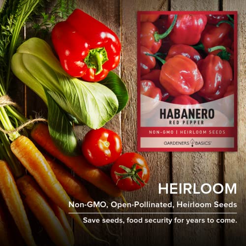 Red Habanero Pepper Seeds for Planting 100+ Heirloom Non-GMO Habanero Peppers Plant Seeds for Home Garden Vegetables Makes a Great Gift for Gardeners by Gardeners Basics