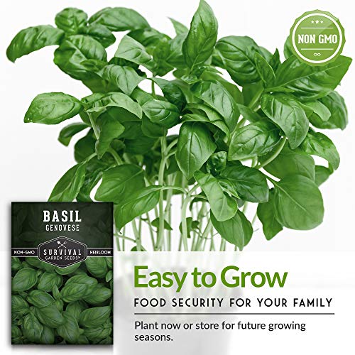 Survival Garden Seeds Popular Herb Collection Seed Vault - Lavender, Spearmint, Basil, Cilantro, Parsley - Non-GMO Heirloom Survival Garden Seeds for Planting - Grow Herbs in Your Vegetable Garden