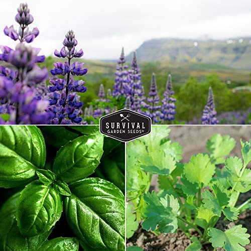 Survival Garden Seeds Popular Herb Collection Seed Vault - Lavender, Spearmint, Basil, Cilantro, Parsley - Non-GMO Heirloom Survival Garden Seeds for Planting - Grow Herbs in Your Vegetable Garden