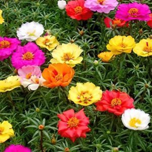 gardens 15000pcs mix moss rose seeds colorful flowers tropical ground cover plant seeds planting outside