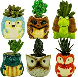 matty’s garden animal ceramic succulent planters set of 6 | 2.5 inch small cactus pots with drainage hole raccoon owl turtle hedgehog frog fox