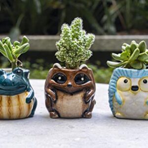 Matty's Garden Animal Ceramic Succulent Planters Set of 6 | 2.5 Inch Small Cactus Pots with Drainage Hole Raccoon Owl Turtle Hedgehog Frog Fox