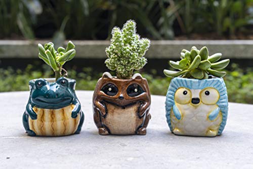 Matty's Garden Animal Ceramic Succulent Planters Set of 6 | 2.5 Inch Small Cactus Pots with Drainage Hole Raccoon Owl Turtle Hedgehog Frog Fox