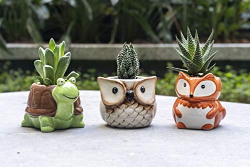 Matty's Garden Animal Ceramic Succulent Planters Set of 6 | 2.5 Inch Small Cactus Pots with Drainage Hole Raccoon Owl Turtle Hedgehog Frog Fox