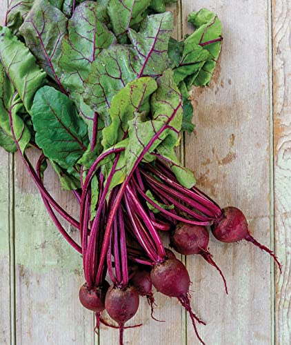 Burpee Detroit Dark Red Medium Top Beet Seeds 1000 seeds