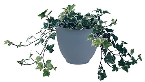 The HC Companies 8 Inch Garden Wall Planter - Plastic Hanging Plant Pot for Indoor Outdoor Flowers, Herbs, Slate Blue