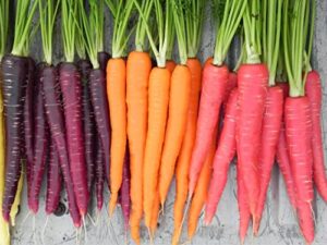 rainbow blend carrot heirloom seeds – b258 (150 seeds, 1/4 gram)