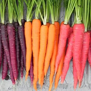 Rainbow Blend Carrot Heirloom Seeds - B258 (150 Seeds, 1/4 Gram)