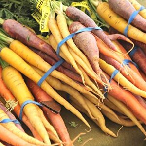 Rainbow Blend Carrot Heirloom Seeds - B258 (150 Seeds, 1/4 Gram)