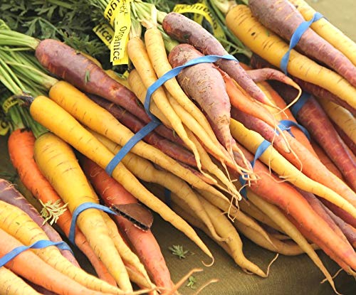 Rainbow Blend Carrot Heirloom Seeds - B258 (150 Seeds, 1/4 Gram)