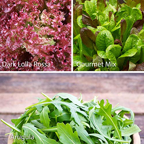 7 Varieties of Leafy Power Green Organic Seeds, Non-GMO Seeds for Planting, Heirloom Seeds - Spinach Seeds, Arugula, Kale, Lolla Rossa Lettuce Seeds, Buttercrunch, Gourmet Mix Lettuce, Swiss Chard