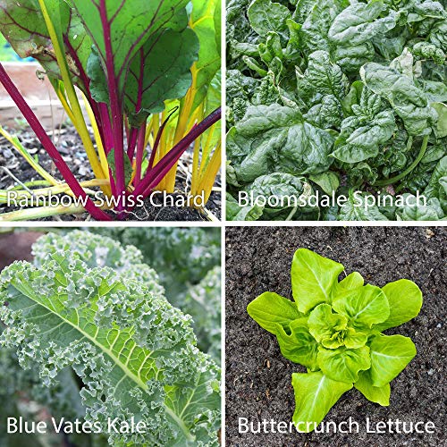 7 Varieties of Leafy Power Green Organic Seeds, Non-GMO Seeds for Planting, Heirloom Seeds - Spinach Seeds, Arugula, Kale, Lolla Rossa Lettuce Seeds, Buttercrunch, Gourmet Mix Lettuce, Swiss Chard