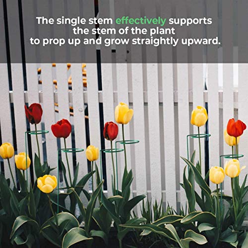 Greenpeas Plant Stake Support - 3-Inch Diameter Steel Support Stands with Green Plastic Coating - Gardening Brace Sticks for Single Stem Flowers, Amaryllis, Tomatoes, Peony, Lily - 16" Tall, 5 Pieces