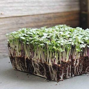 "Basic Salad Mix" Microgreens Seeds for Planting, 300+ Premium Heirloom Seeds, Indoor/Outdoor, (Isla's Garden Seeds), Non GMO, 85-90% Germination, Fun Home Garden Gift