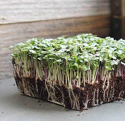 "Basic Salad Mix" Microgreens Seeds for Planting, 300+ Premium Heirloom Seeds, Indoor/Outdoor, (Isla's Garden Seeds), Non GMO, 85-90% Germination, Fun Home Garden Gift