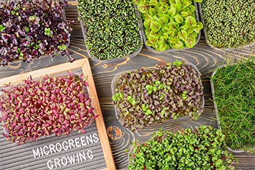 "Basic Salad Mix" Microgreens Seeds for Planting, 300+ Premium Heirloom Seeds, Indoor/Outdoor, (Isla's Garden Seeds), Non GMO, 85-90% Germination, Fun Home Garden Gift