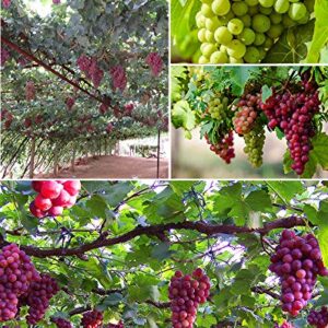 50+ Grape Seeds Vine Fruit Seed Fruit Plant Home Garden Non-GMO
