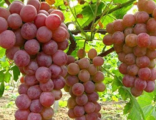 50+ Grape Seeds Vine Fruit Seed Fruit Plant Home Garden Non-GMO