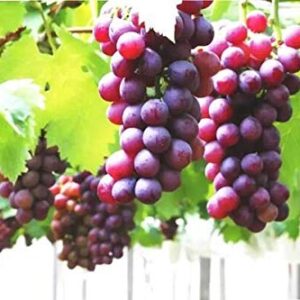 50+ Grape Seeds Vine Fruit Seed Fruit Plant Home Garden Non-GMO