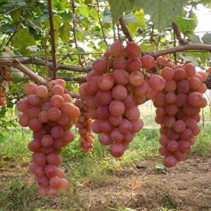 50+ Grape Seeds Vine Fruit Seed Fruit Plant Home Garden Non-GMO